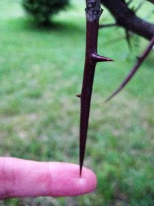 honey locust thorn