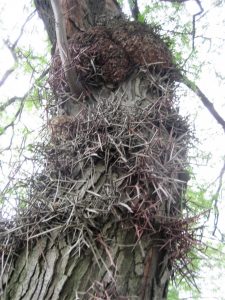 honey locust thorns