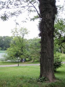 honey locust in Central Park