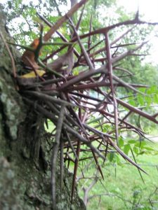 honey locust thorns