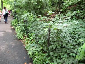 poison ivy in Central Park