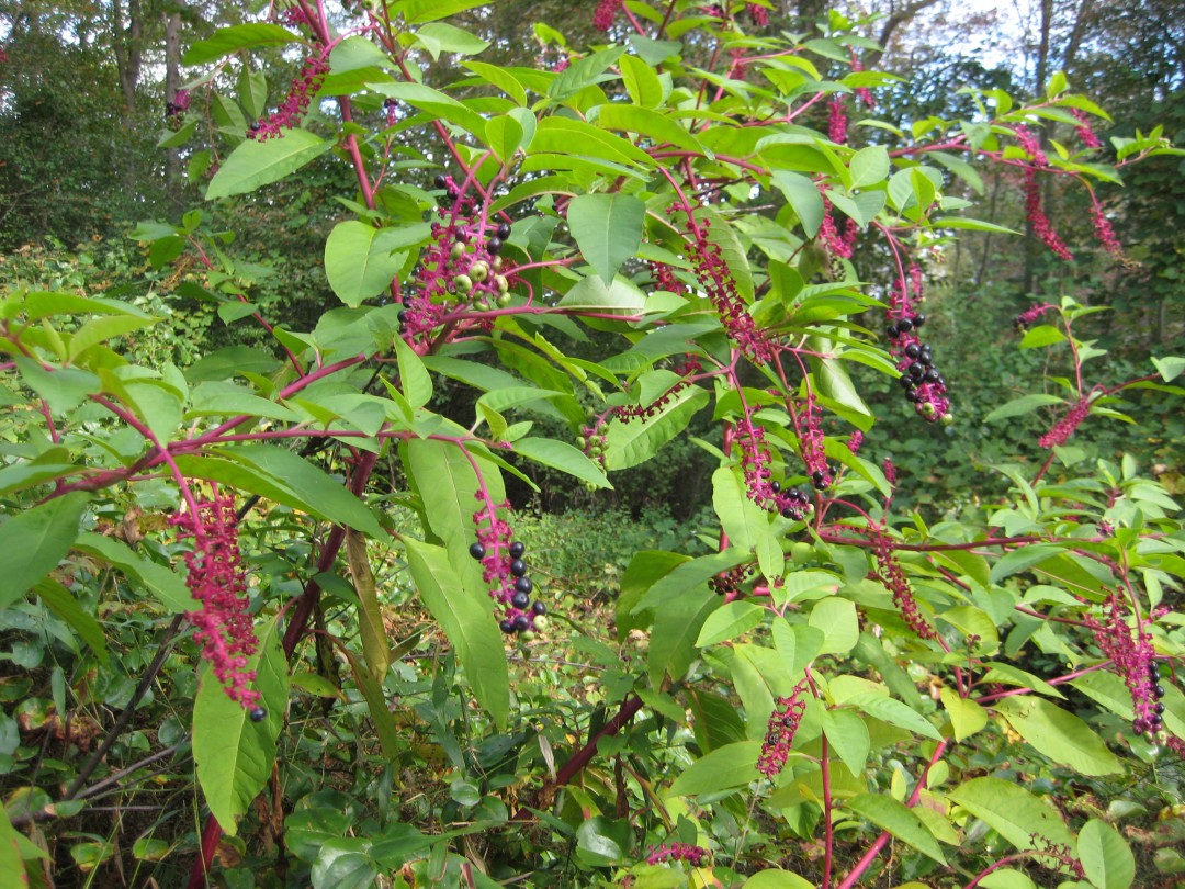 pokeweed berries