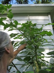 giant pokeweed