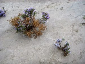 badlands asters