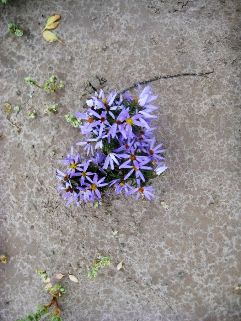 asters badlands