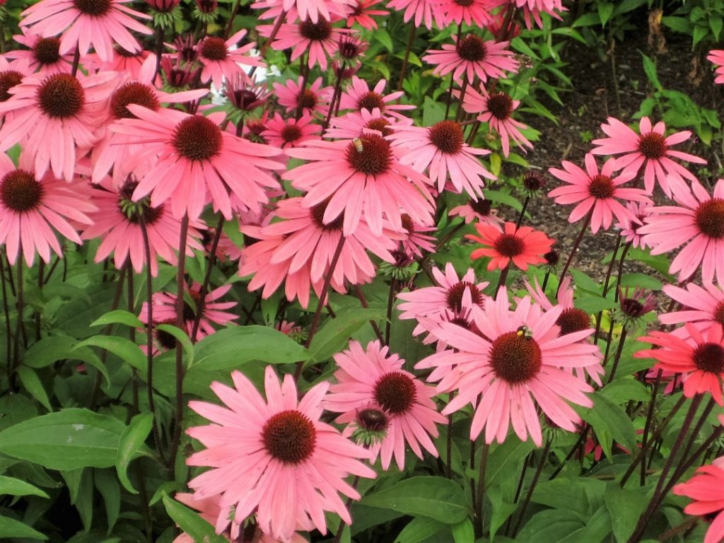 echinacea coneflower