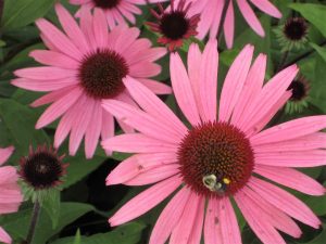 purple coneflower