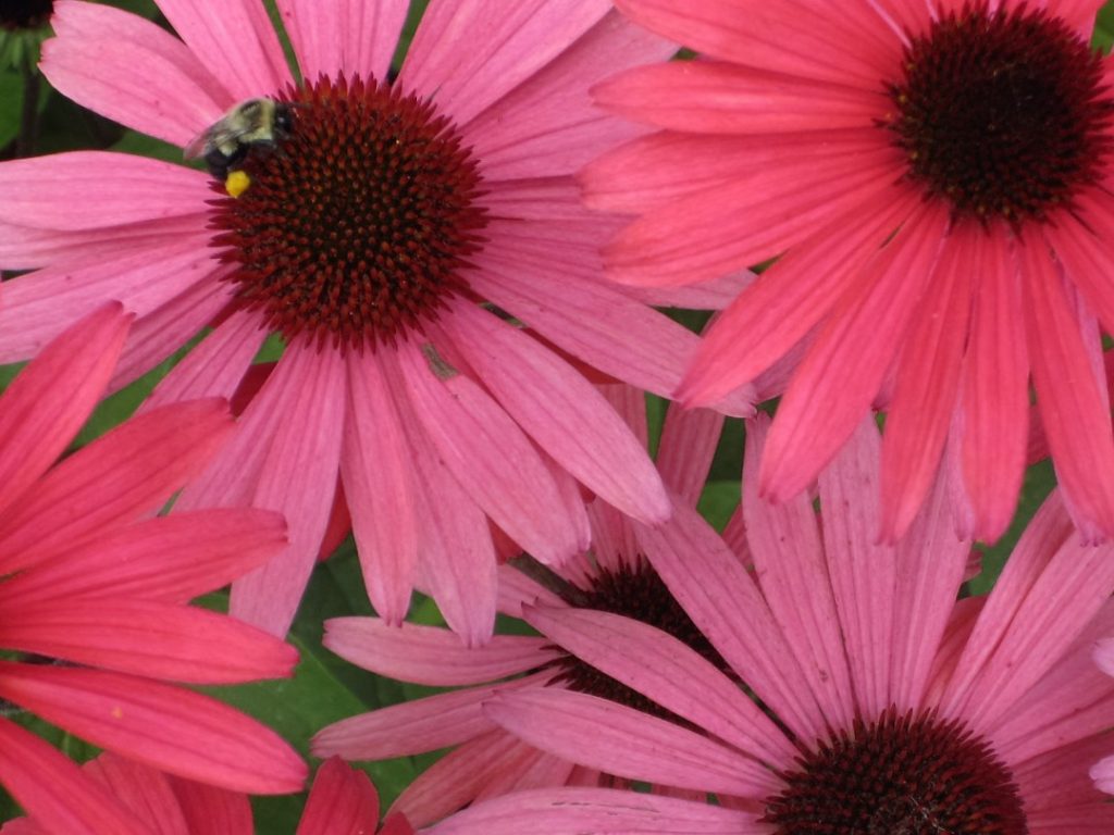 purple coneflower