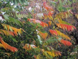 fall sumac