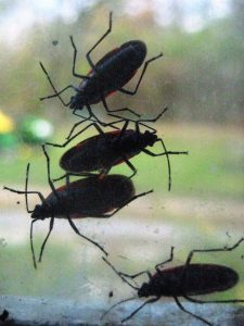 box elder bugs