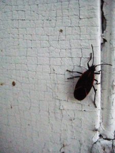 box elder bug