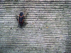 box elder bug