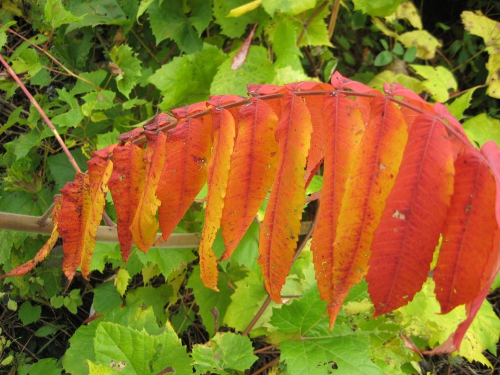 staghorn-sumac