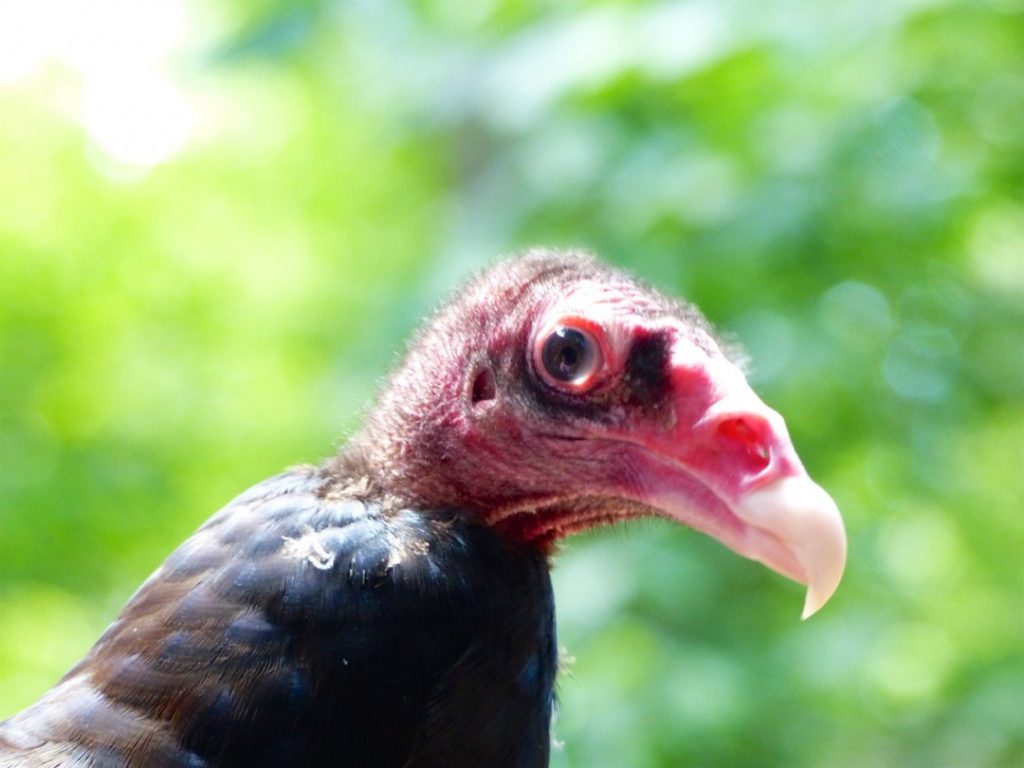castaldo vulture