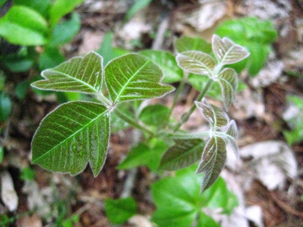 spring poison ivy