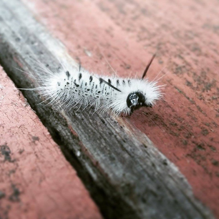 In Defense of Fuzzy Caterpillars Anita Sanchez