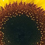 Total Eclipse of the Sunflower