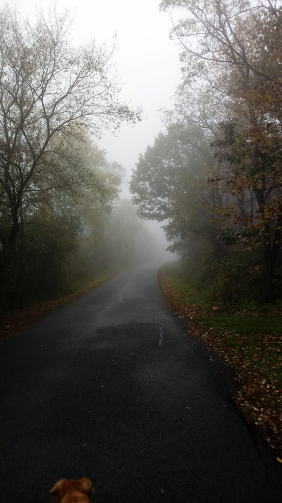 foggy country road