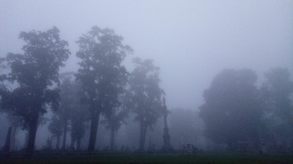 trees in fog