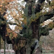 J.R.R. Tolkien: The Living Tree