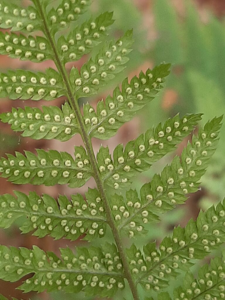 sori dots spore cases fern leaf