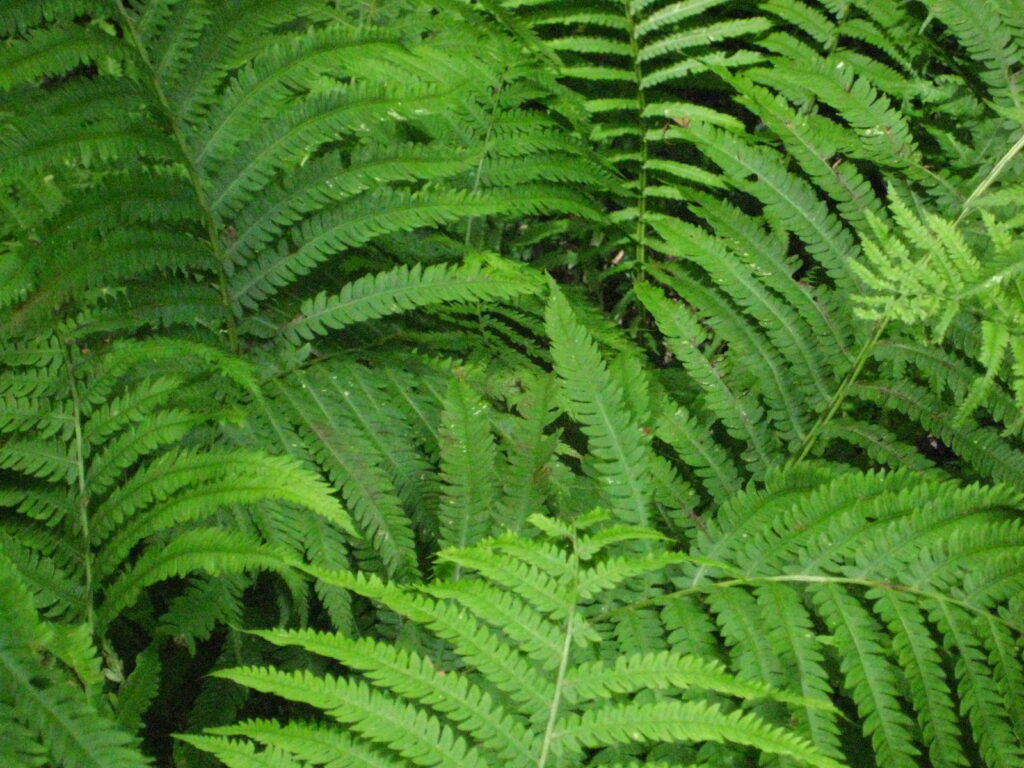 cinnamon fern woodland