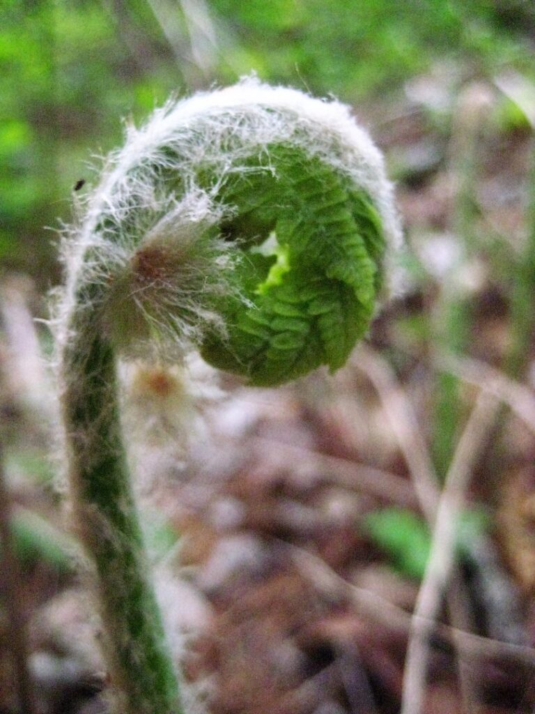 fiddlehead wood fern