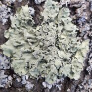 Lichens: What Are They, Anyway?