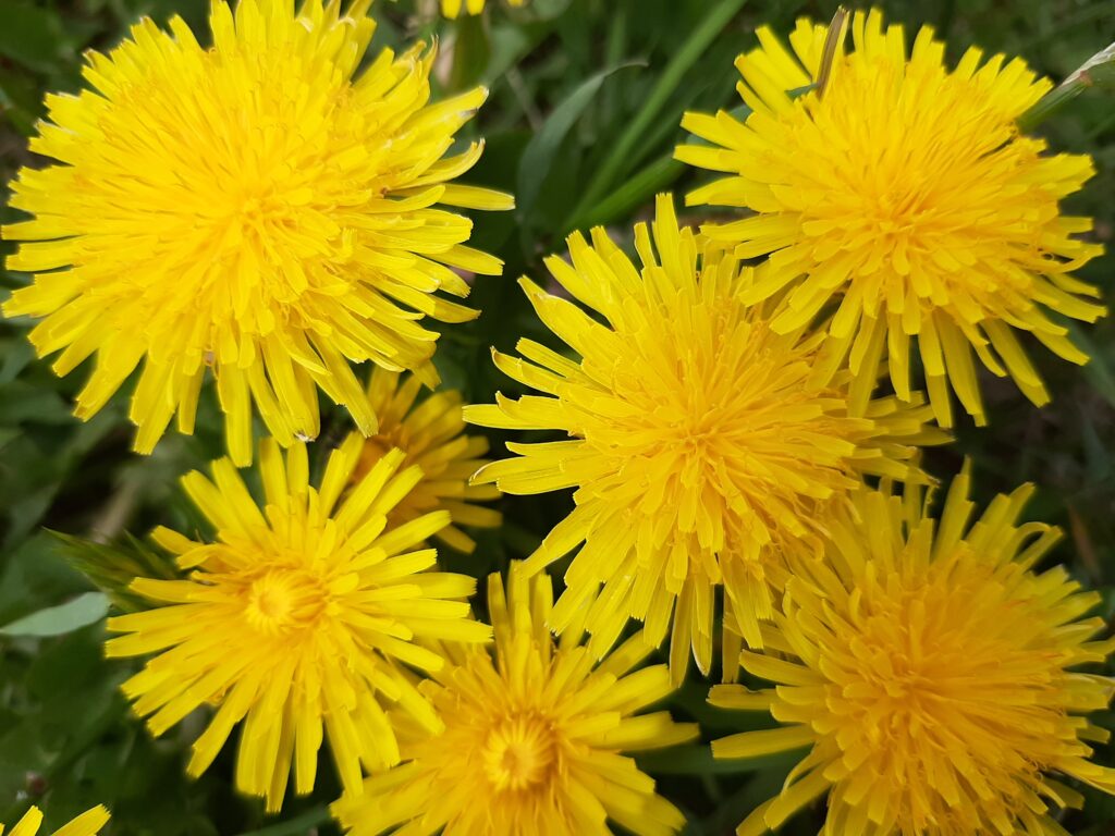 dandelions on lawn