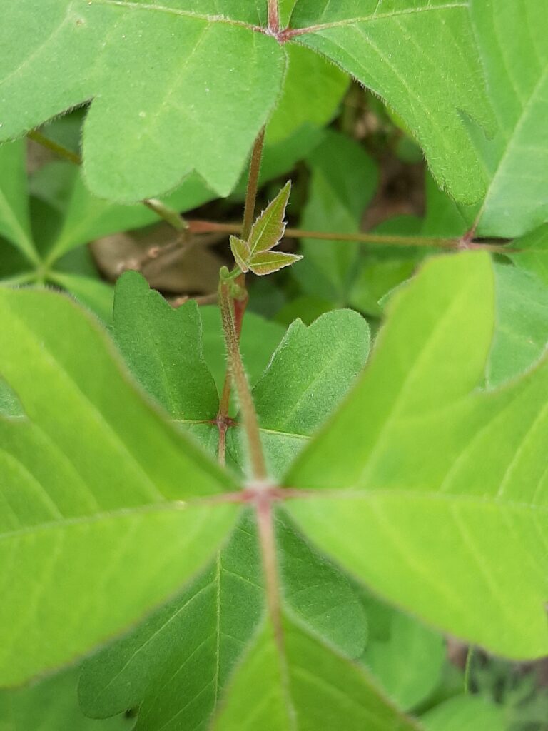 poison ivy leaflet