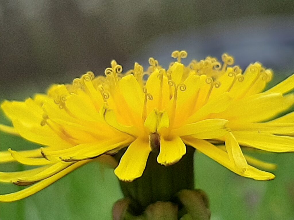 dandelion close-up flower parts