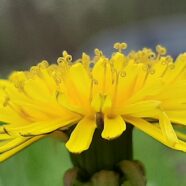 Dandelion Recipes: Vitamin-Rich Food From the Lawn