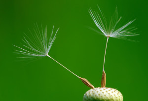 dandelion seeds