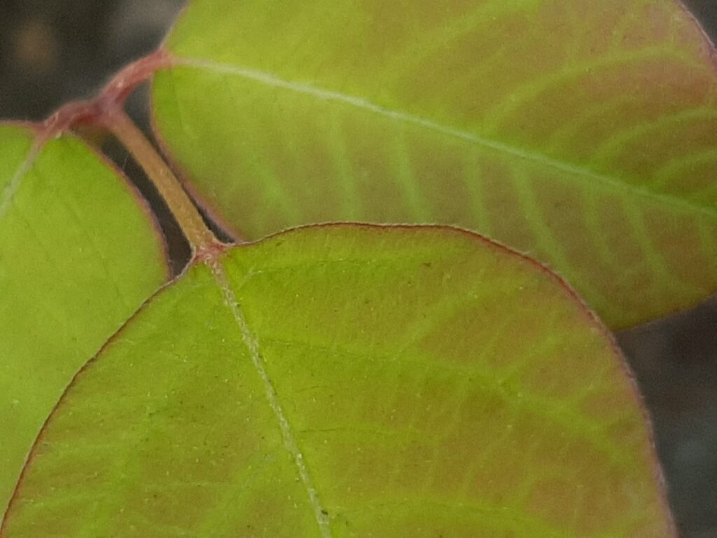 poison ivy stems close up