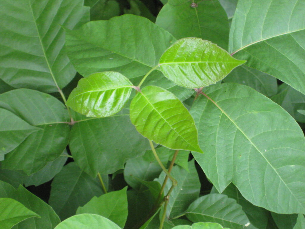 shiny poison ivy leaf