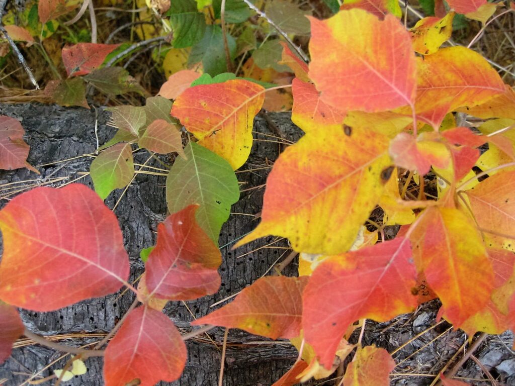 poison ivy leaves fall colors