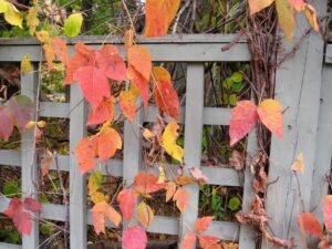 red poison ivy on trellis