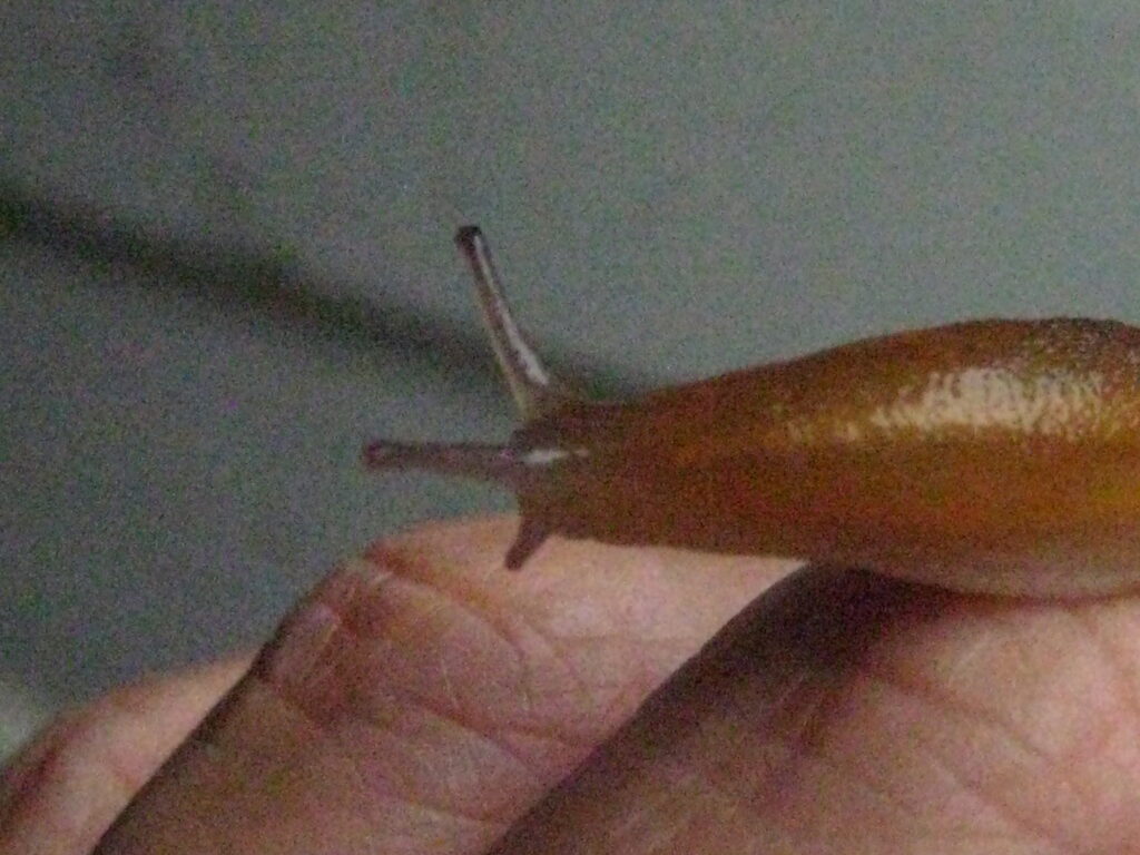 slug four antennae