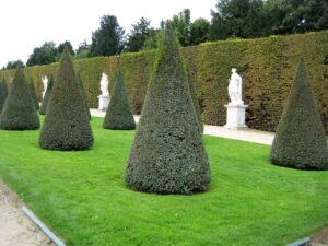 versailles trees