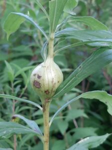 goldenrod ball gall