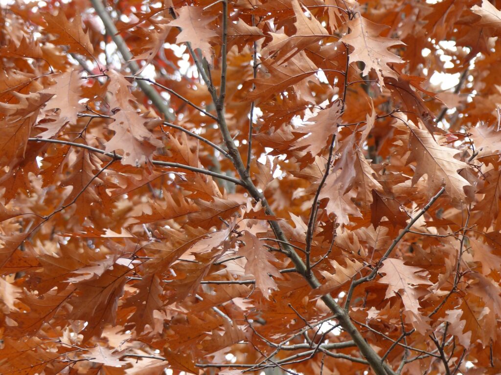 oak leaves brown