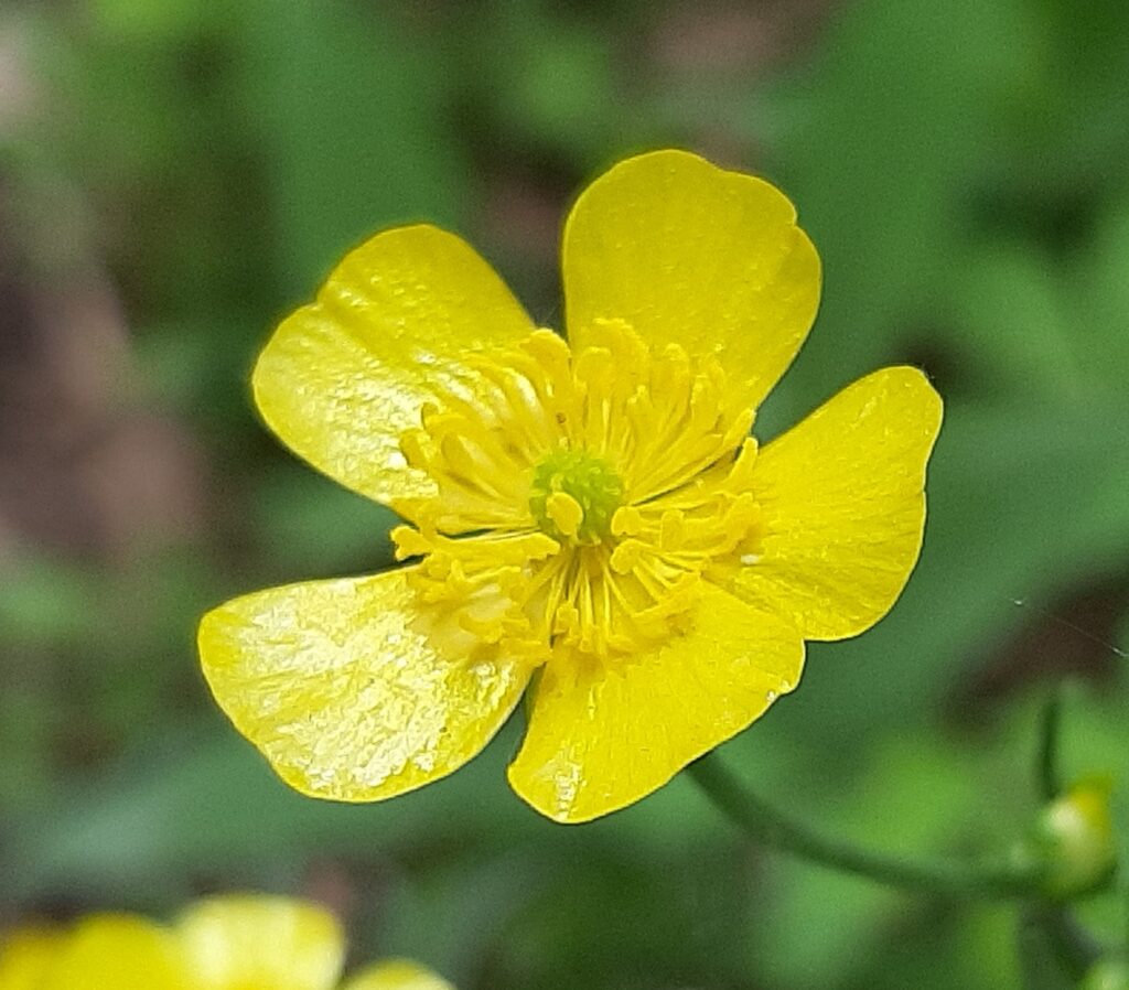 buttercup closeup