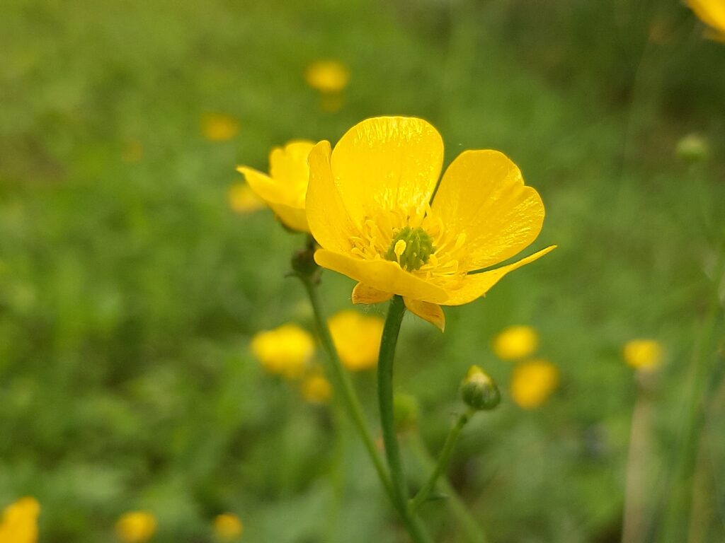 buttercup meadow