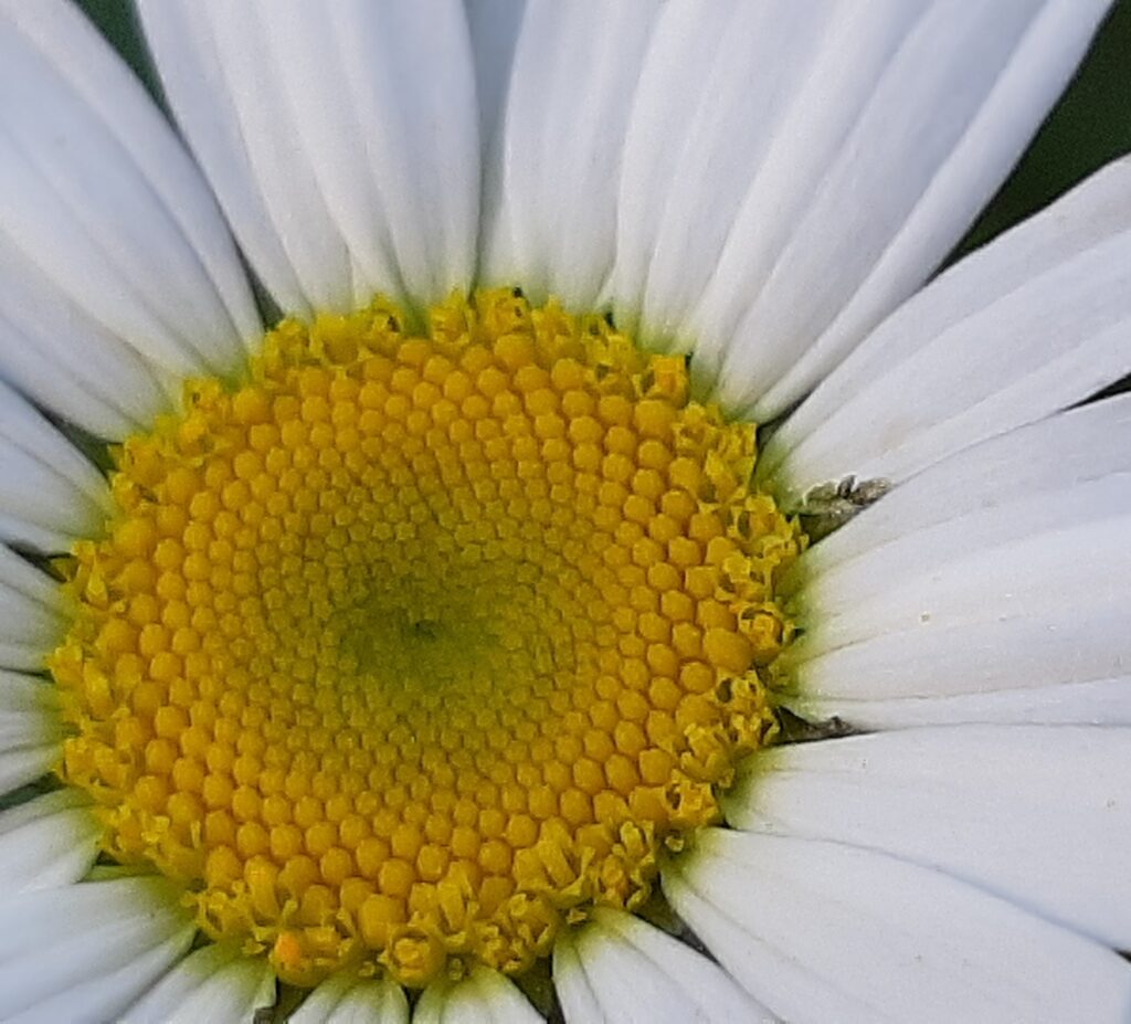 daisy petals center