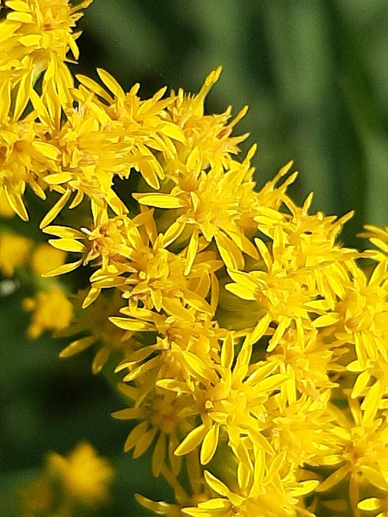 goldenrod blossoms up close