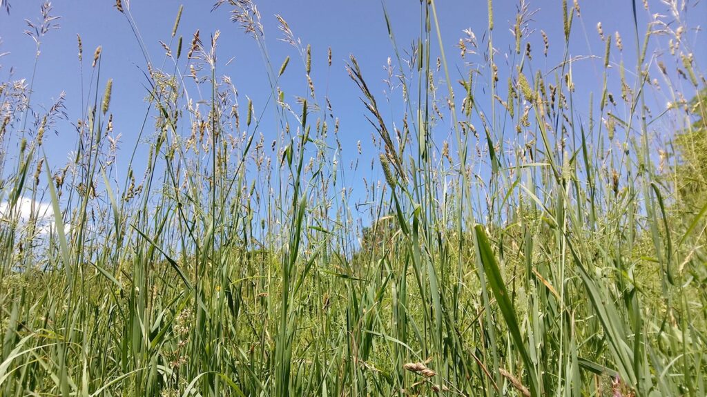 grasslands with blue sky