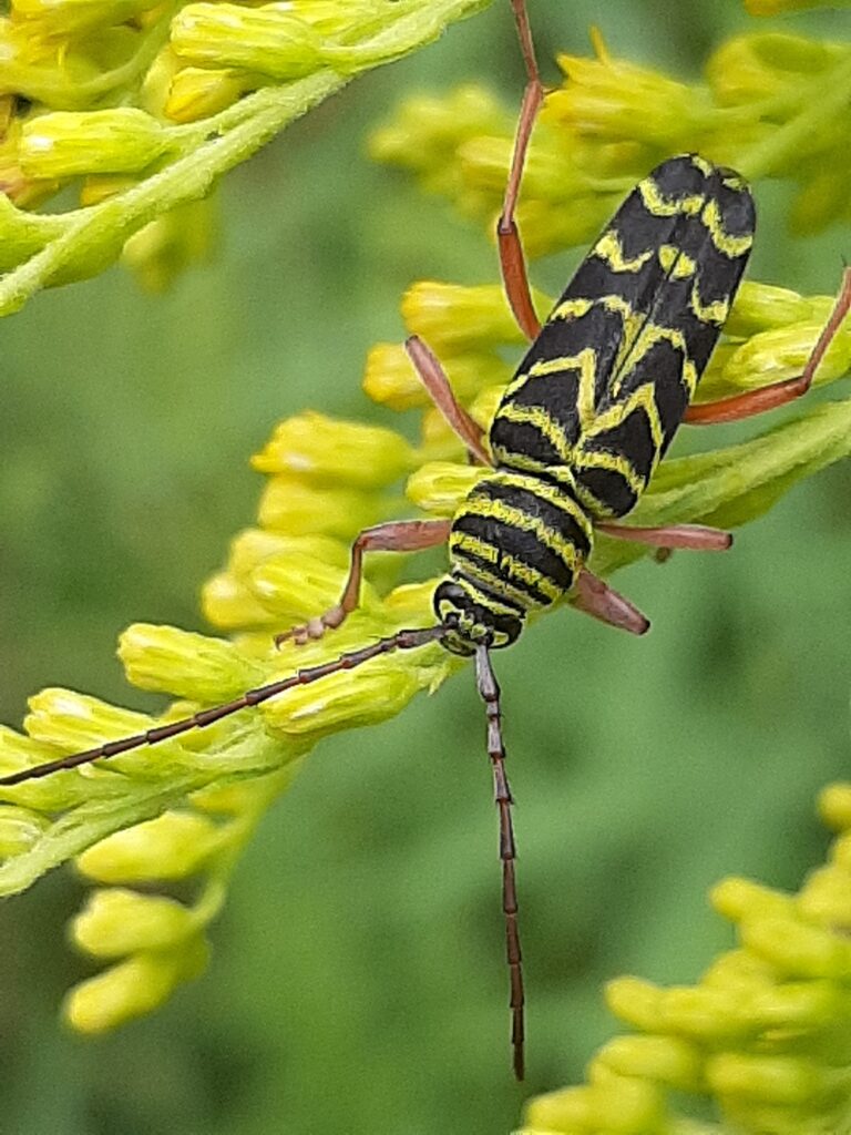 locust borer insect on goldenrod