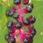 Pokeweed: Patience is a Virtue