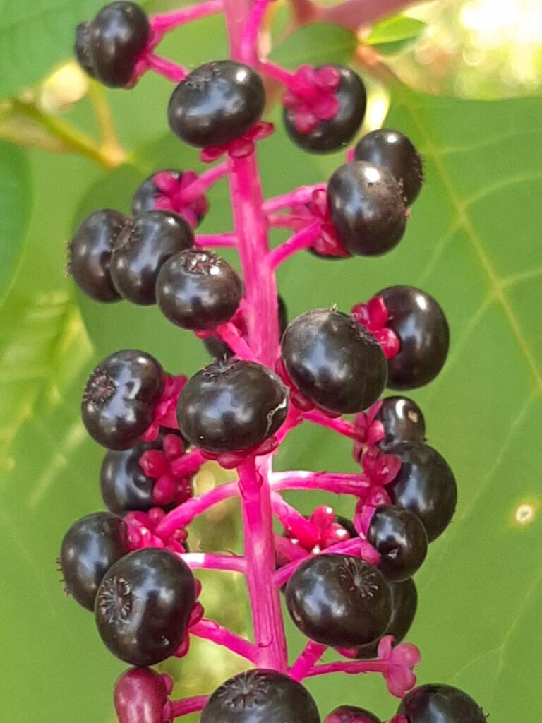 pokeweed berries
