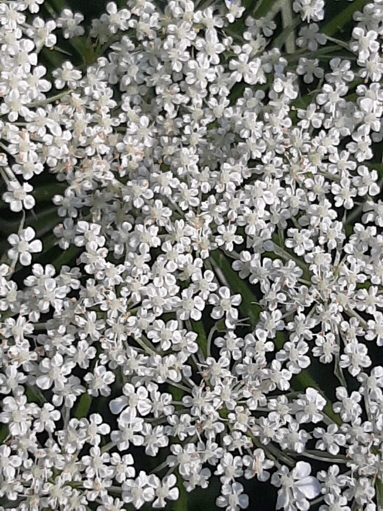 Purple queen deals anne's lace